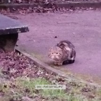 Photo 1/1 Found cat Found in Pierre benite