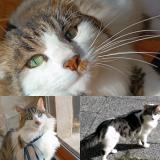 Picture of cat lost at Beaumont St Cyr