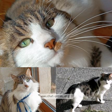 Photo 1/1 Wiki Chat lost in Beaumont st cyr