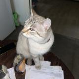 Picture of cat found at Angers