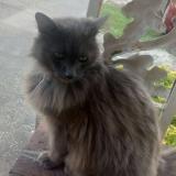 Picture of cat lost at Red Springs