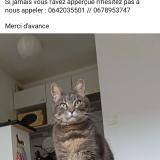 Picture of cat lost at Tournefeuille