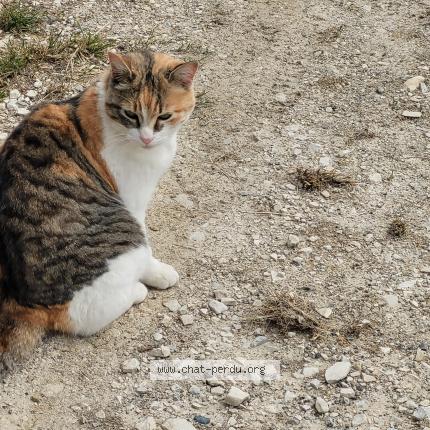 Photo 1/1 Tigresse Chat lost in Thoard