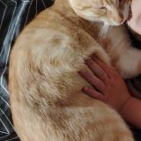 Picture of cat lost at Garchizy