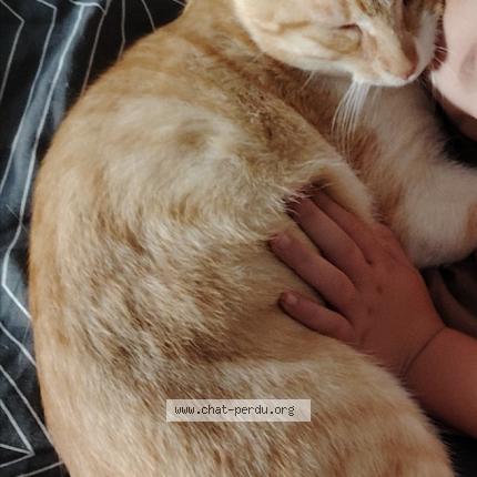 Photo 1/1 Macaron Chat lost in Garchizy