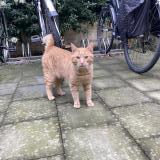 Picture of cat found at Schaarbeek