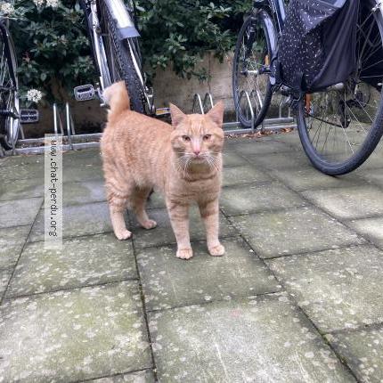 Photo 1/1 Found cat Found in Schaarbeek