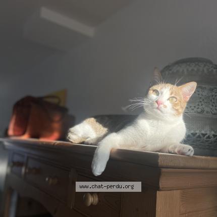 Photo 1/1 alfred Chat lost in La rochelle