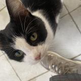 Picture of cat found at Mayenne