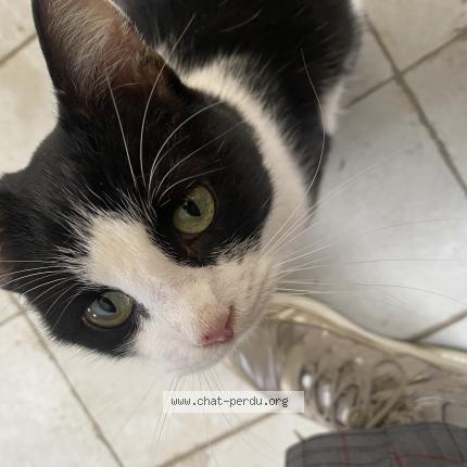 Photo 1/1 Found cat Found in Mayenne