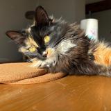 Picture of cat lost at Miradoux