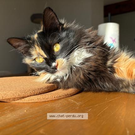 Photo 1/1 MIA Chat lost in Miradoux