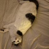 Picture of cat lost at Metz