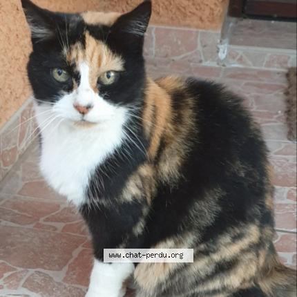 Photo 1/1 Cat reunited Lost in Grabels