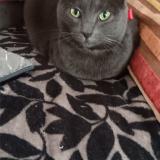 Picture of cat lost at Villers Allerand Montagne De Re