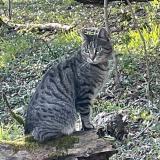 Picture of cat lost at Essey Les Nancy