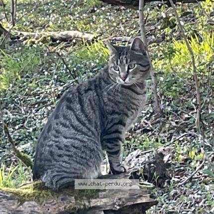 Photo 1/1 Napoléon Chat lost in Essey les nancy