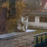 Picture of cat found at Le Blanc Mesnil
