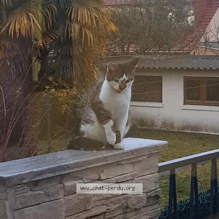 Photo 1/1 Found cat Found in Le blanc mesnil