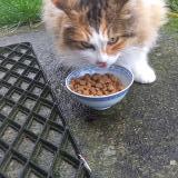 Picture of cat found at Saint Felix Lauragais