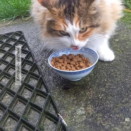 Photo 1/1 Found cat Found in Saint felix lauragais