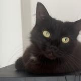 Picture of cat lost at Albias