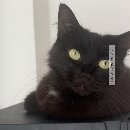 Photo 1/1 Ruby Chat lost in Albias