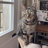 Picture of cat lost at Paris