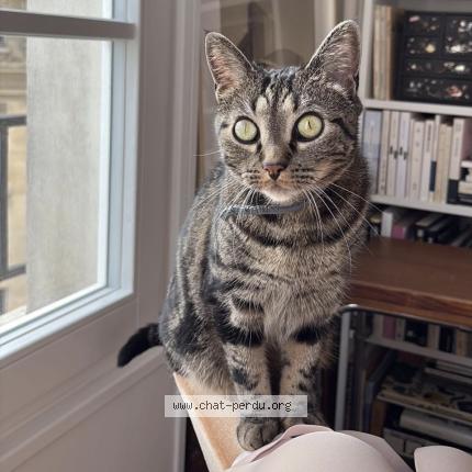 Photo 1/1 Cleef Chat lost in Paris