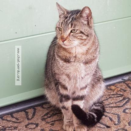 Photo 1/1 Found cat Found in Combree