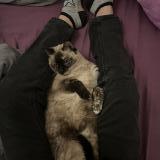 Picture of cat lost at Aimargues