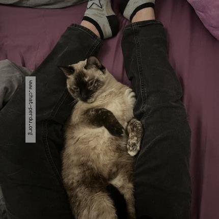 Photo 1/1 Tina Chat lost in Aimargues