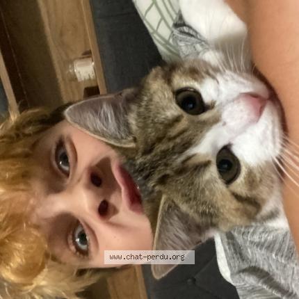 Photo 1/1 Zeus Chat lost in Thury harcourt