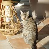 Picture of cat lost at Orlienas