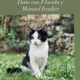 Picture of cat lost at Vitoria Gasteiz Op