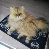 Picture of cat lost at Saint Jean Pla De Corts