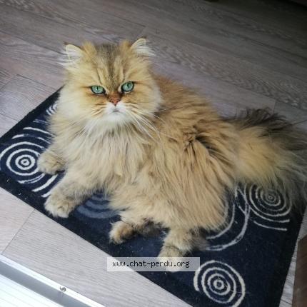 Photo 1/1 Melody Chat lost in Saint jean pla de corts