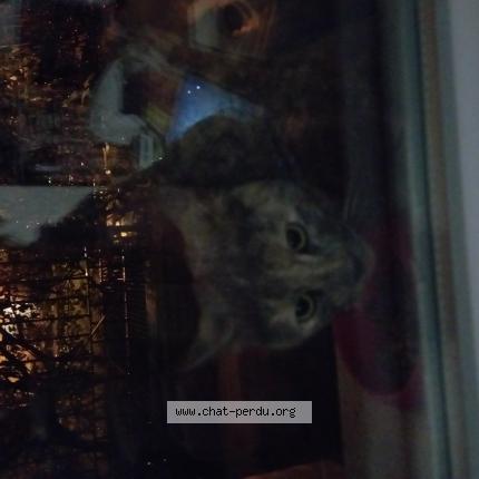 Photo 1/1 Found cat Found in Conflans sainte honorine