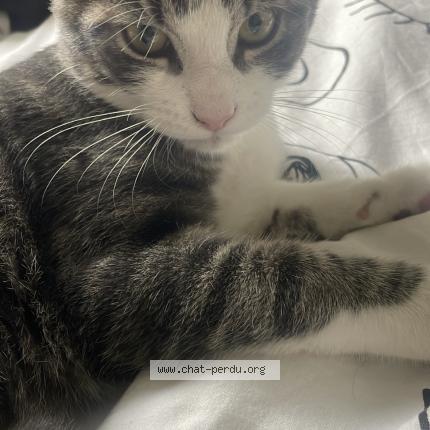 Photo 1/1 Waze Chat lost in Le passage