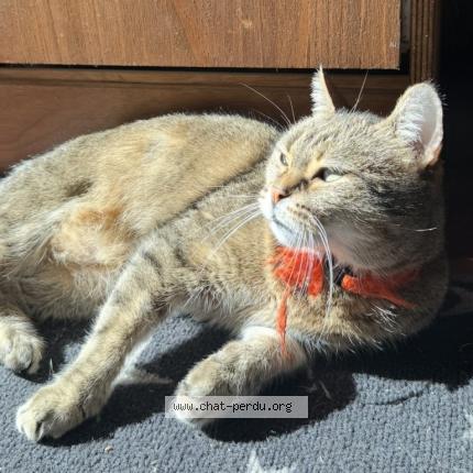 Photo 1/1 Chita Czita Chat lost in Roubaix