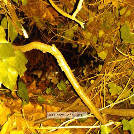 Photo 1/1 Found cat Found in Villeurbanne