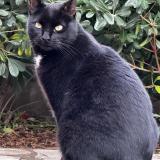 Picture of cat lost at La Garde