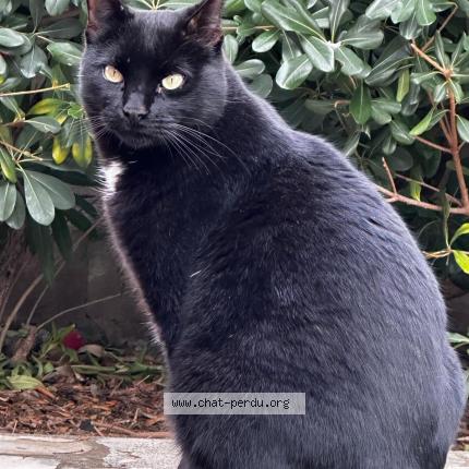 Photo 1/1 Houmous Chat lost in La garde