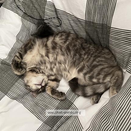 Photo 1/1 Clochette Chat lost in Pont eveque