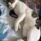 Picture of cat lost at Montpellier