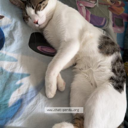 Photo 1/1 Nini Chat lost in Montpellier