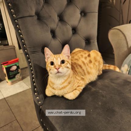 Photo 1/1 Found cat Found in Sevran