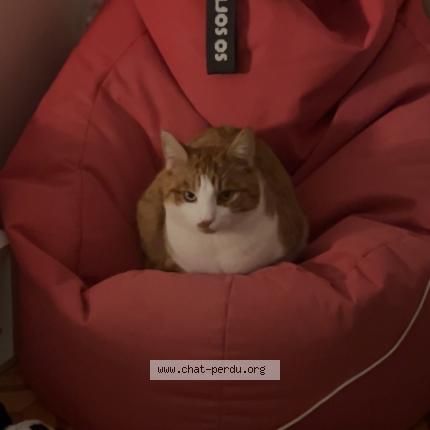 Photo 1/1 Shantaram Chat lost in Veytaux