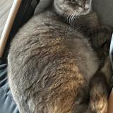 Picture of cat lost at Evregnies