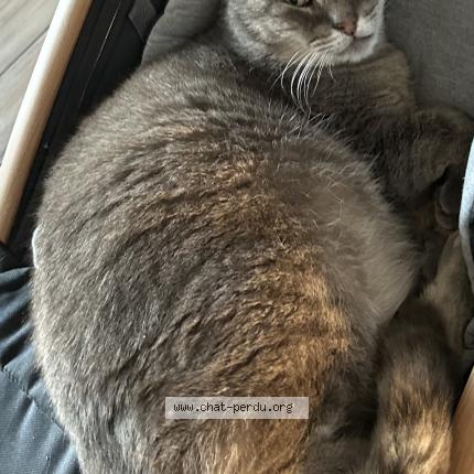 Photo 1/1 Prince Chat lost in Evregnies